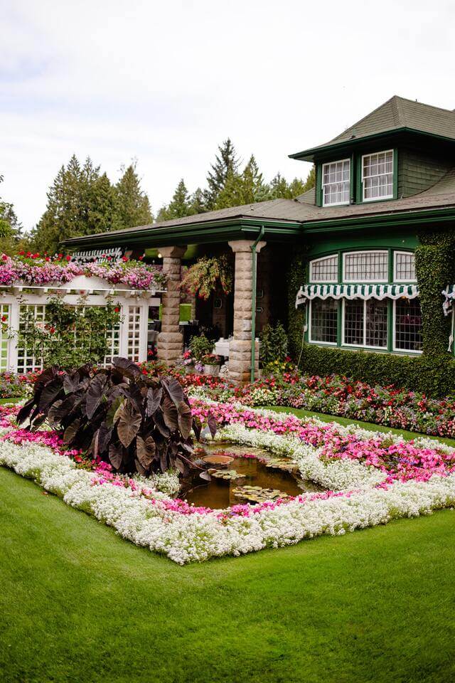 Neatly cut lawn with a pink and white flowerbed surrounding a small pond in front of a house with groomed vines growing on the walls