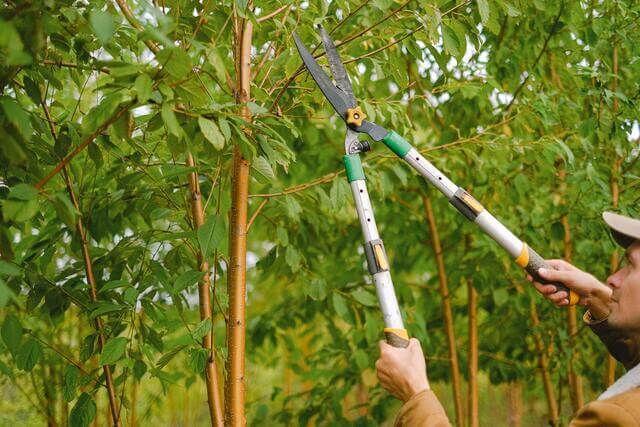 A man using garden shears to cut a hedge