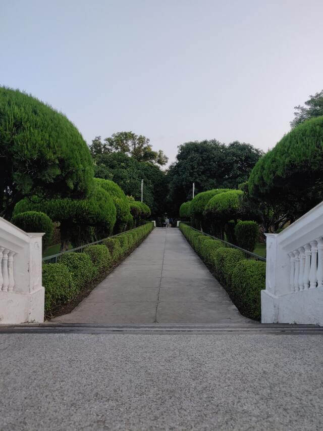 Long driveway with neatly cut round hedges and small groomed trees along the sides