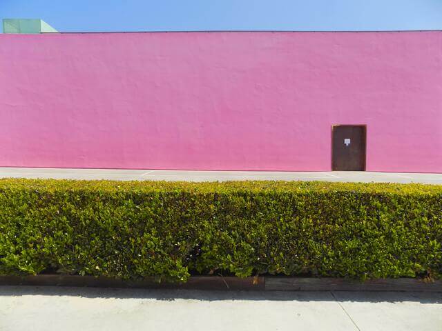 Neatly cut hedge in front of a pink building