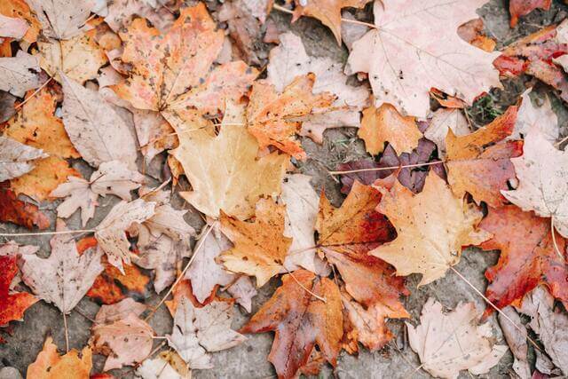 Close up of many orange and brown leaves on the ground